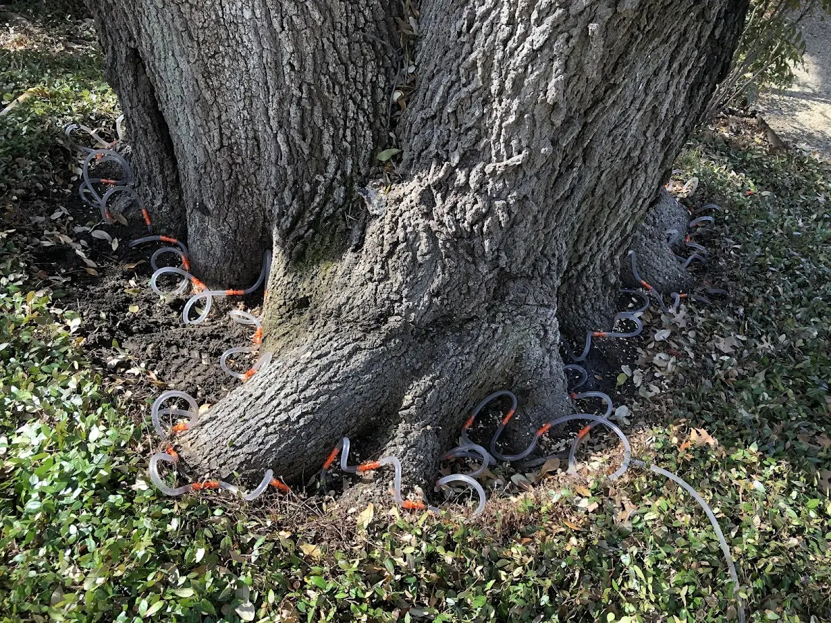 Detailed Tree Cabling and Bracing job site in Bulger