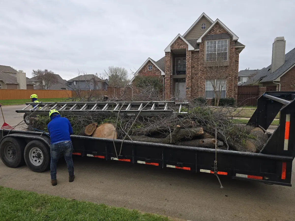 Expert Tree Pest Control with proper safety equipment in Bulger